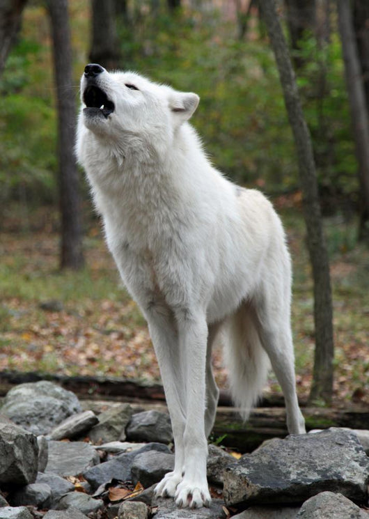 Healthy Wild Wolf Howling Wall Decal