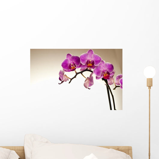 Storczyk Z Piknymi Kwiatami Wall Decal