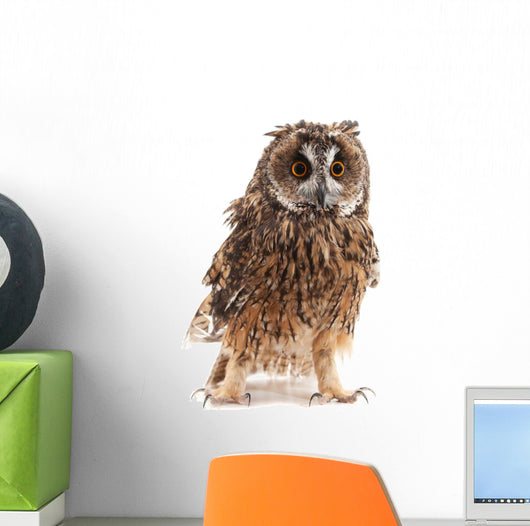 Long-eared Owl White Wall Decal