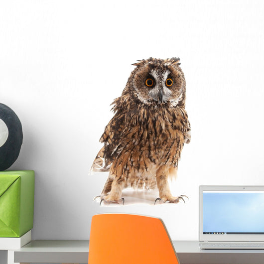 Long-eared Owl White Wall Decal