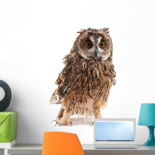 Long-eared Owl White Wall Decal