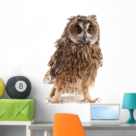 Long-eared Owl White Wall Decal