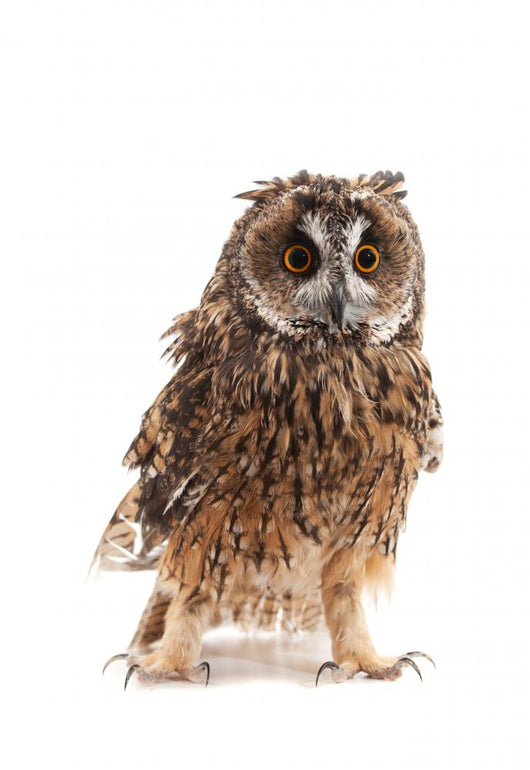 Long-eared Owl White Wall Decal
