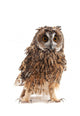 Long-eared Owl White Wall Decal