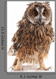 Long-eared Owl White Wall Decal
