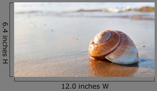 Seashell Wall Decal