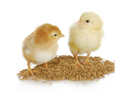 Farm Poultry Wall Decal