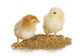 Farm Poultry Wall Decal