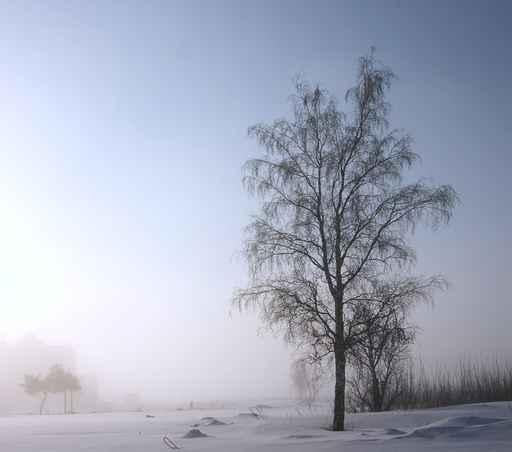 Single Tree Is Misty Wall Decal