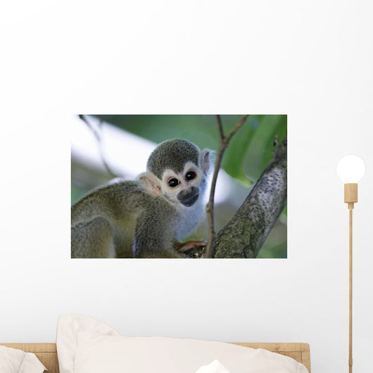 Squirrel Monkeys Guyana Wall Decal