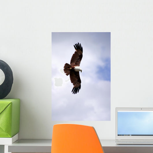 Brahminy Kite Wall Decal