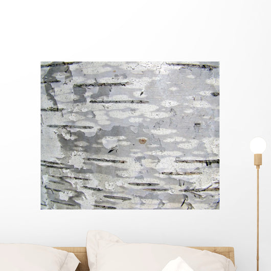 Closeup Structure Birch Bark Wall Decal