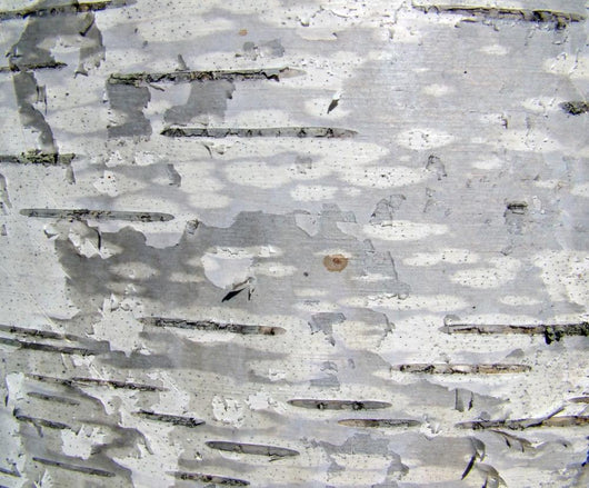 Closeup Structure Birch Bark Wall Decal