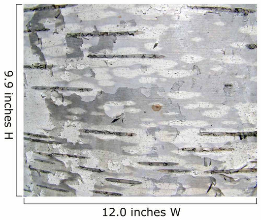 Closeup Structure Birch Bark Wall Decal