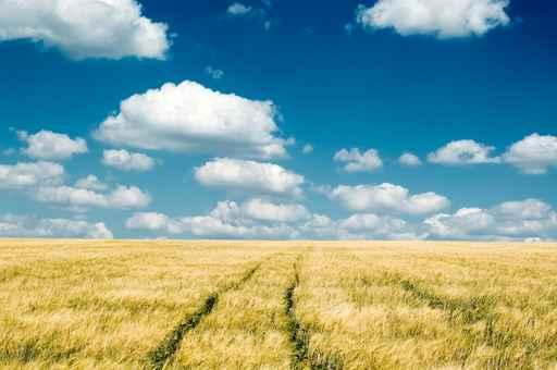 Wheat Field Wall Decal