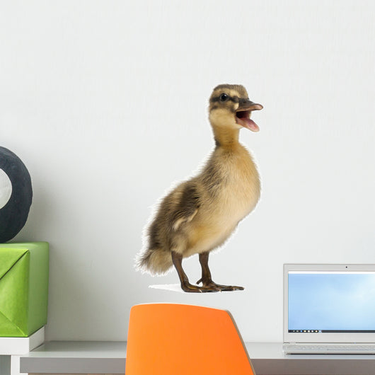 Mallard or Wild Duck Wall Decal