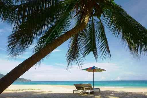 Coconut Beach Wall Decal