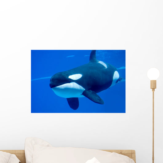 Killer Whale Tank Wall Decal