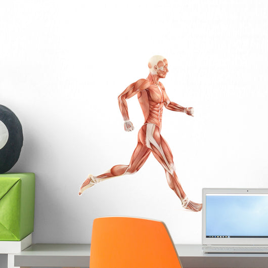 Running Man Muscles Anatomy (Side View) Wall Decal