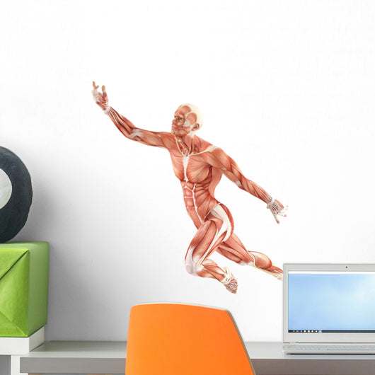 Flight Man Muscles Anatomy Wall Decal