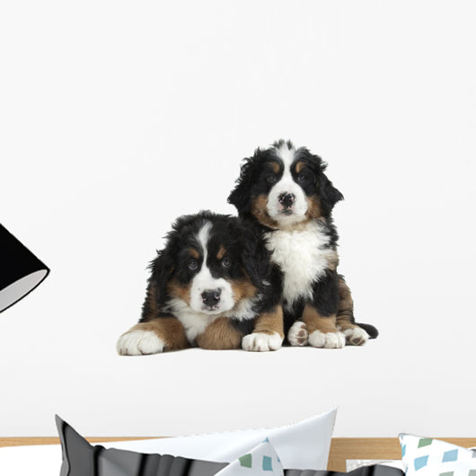 Couple Puppies Bernese Mountain Wall Decal