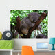 Sleeping Koala Wall Decal