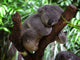 Sleeping Koala Wall Decal
