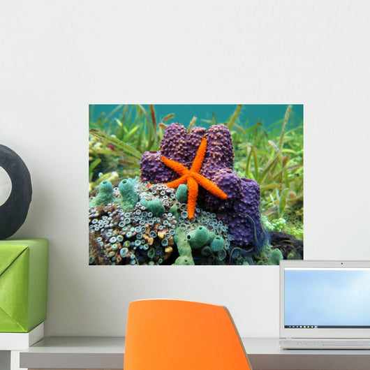 Sea Star and Sponges Wall Decal