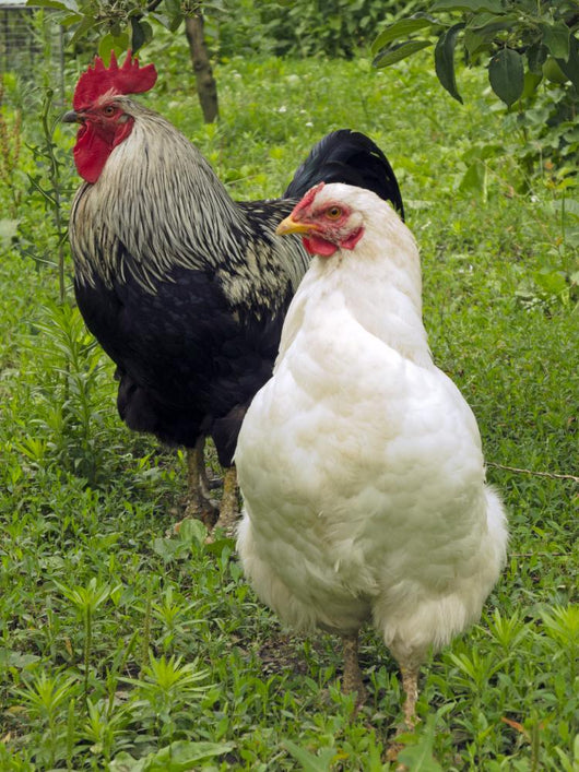 Rooster and Hen Wall Decal