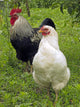Rooster and Hen Wall Decal