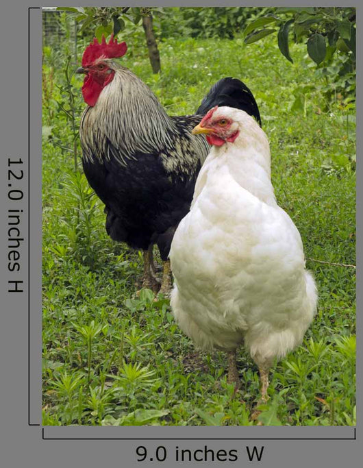 Rooster and Hen Wall Decal