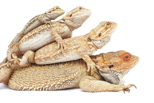 Family Lizards Wall Decal