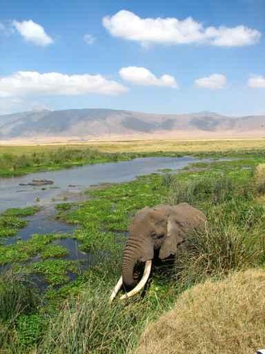 Elephant Having Drink Pool Wall Decal