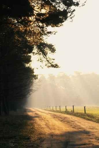 Streaming Sunlight Wall Decal