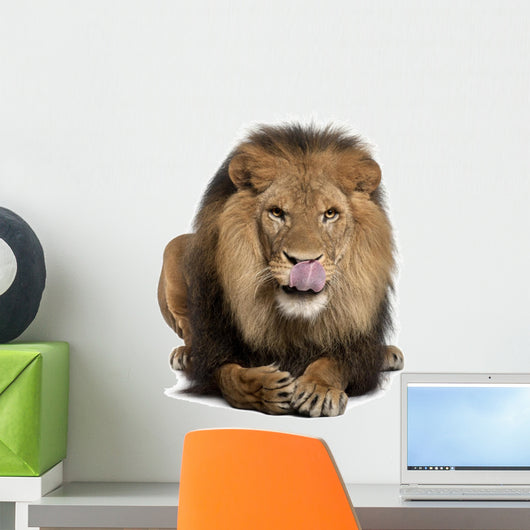 Lion Licking Lips Panthera Wall Decal