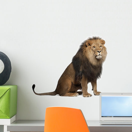 Sitting Lion - Right Side (Panthera Leo) Wall Decal