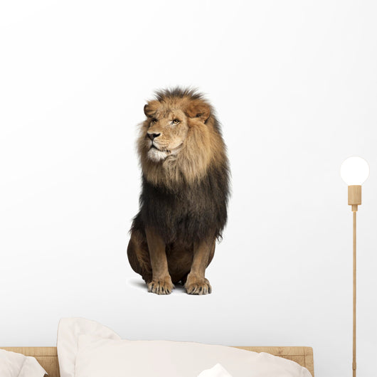 Lion (Panthera Leo) Wall Decal