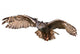 Flying Owl Wall Decal