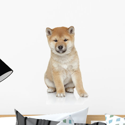 Shiba Inu Puppy Portrait Wall Decal