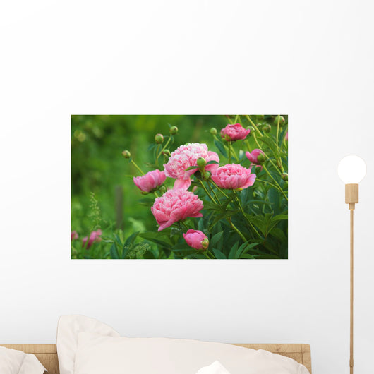 Pink Peony Bush Wall Decal
