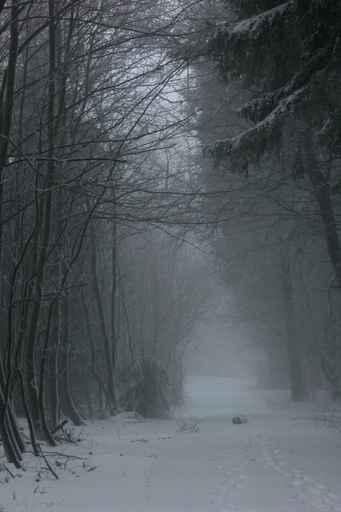 Fog Winter Forest Wall Decal