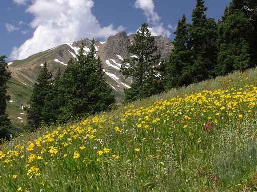 Mountain Meadow - Horizontal Wall Decal