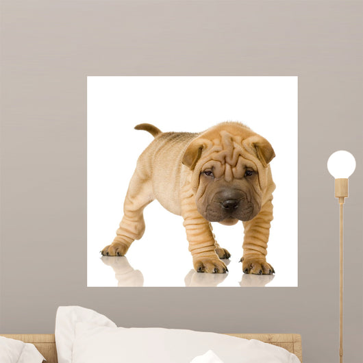 Sharpei Puppy Wall Decal