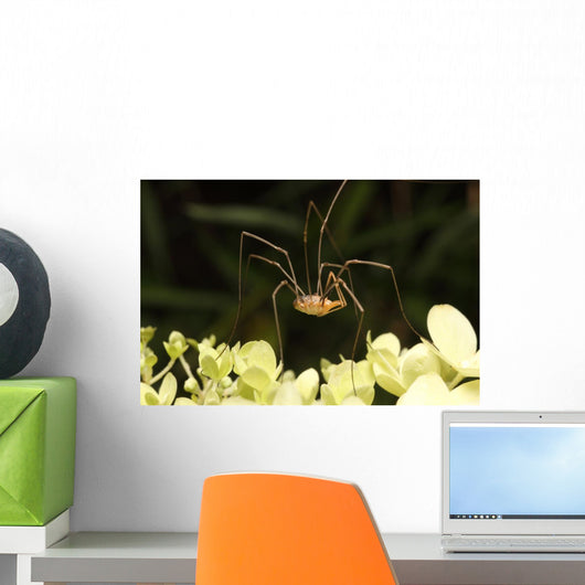 Daddy-long-legs Spider Wall Decal