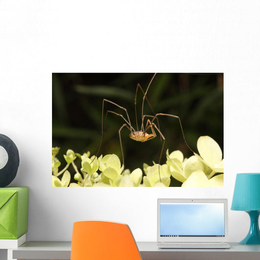 Daddy-long-legs Spider Wall Decal