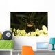 Daddy-long-legs Spider Wall Decal