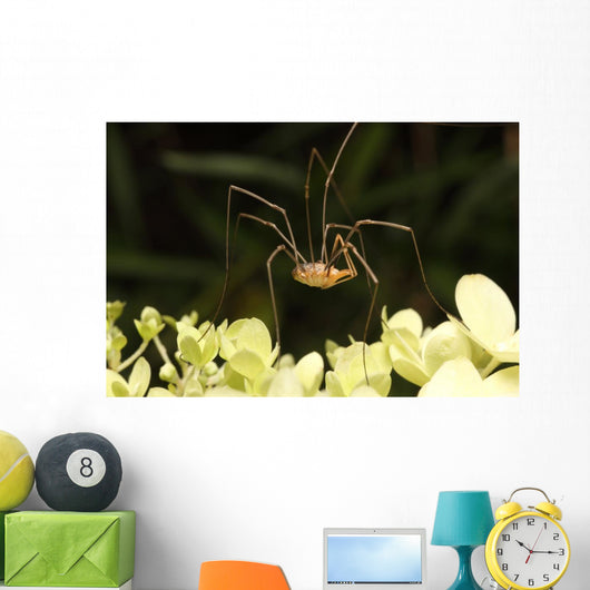 Daddy-long-legs Spider Wall Decal