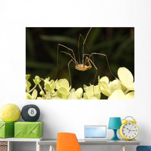 Daddy-long-legs Spider Wall Decal