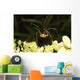 Daddy-long-legs Spider Wall Decal