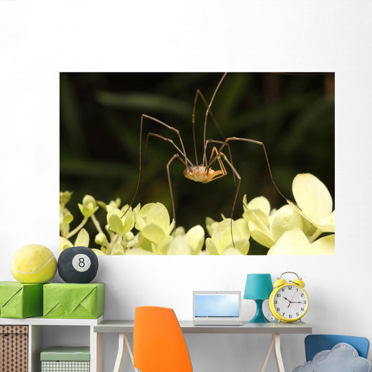 Daddy-long-legs Spider Wall Decal